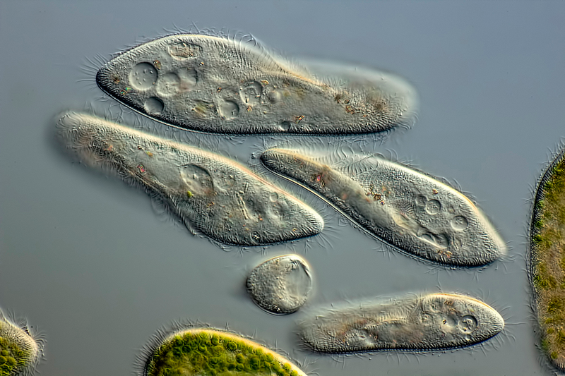 Illustration for article titled Estas son algunas de las fotos microscópicas más espectaculares del año